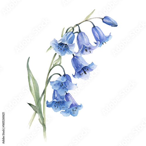 My Watercolor hand-painted Bluebell flowers painting illustration isolated on a white background, vector illustration, AI painting design, EPS format design. vector