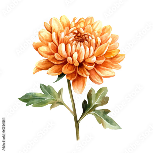 My Watercolor hand-painted orange Chrysanthemum flower painting illustration isolated on a white background, vector illustration, AI painting design, EPS format design. vector
