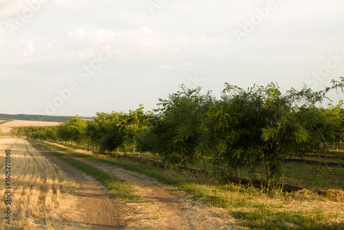 A dirt road with trees on either side of it