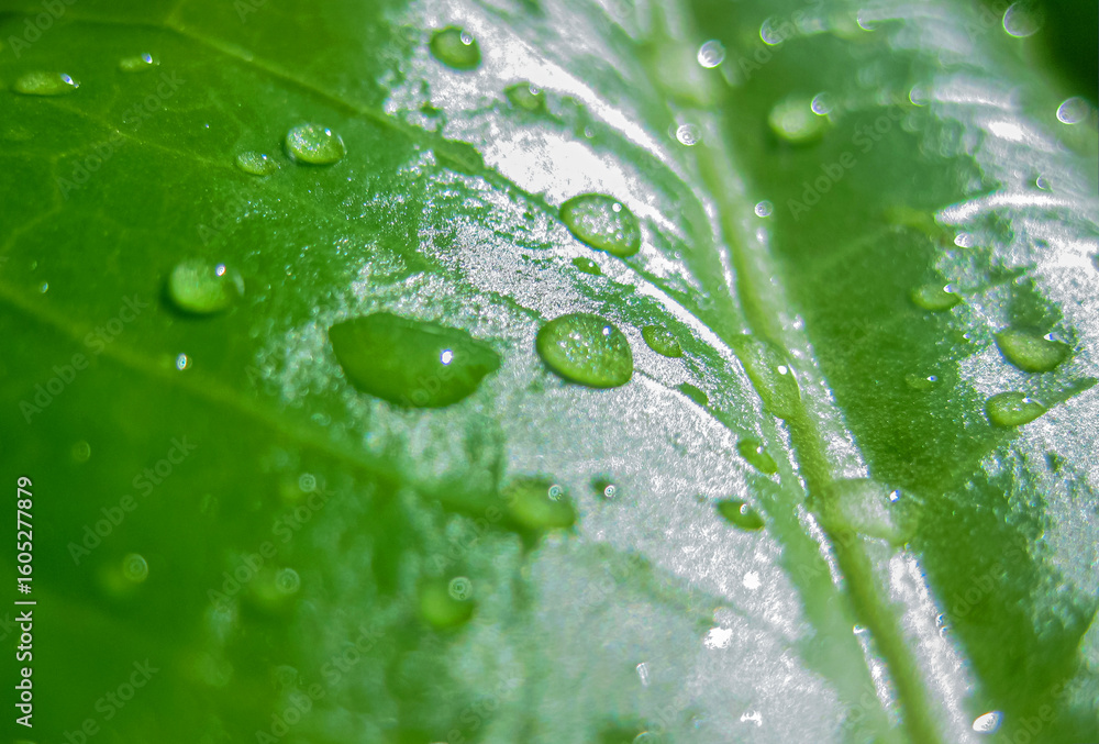 Fototapeta premium Close-up Drops of water on Green Leaf surface, close-up rain drop on banana leaf background.