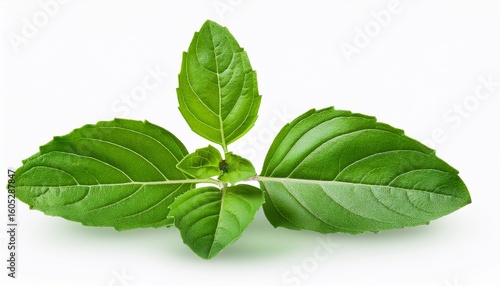 holy basil ocimum sanctum leaves and flowers isolated on a plain transparent background showcasing natural beauty holy basil ocimum sanctum leaf isolated on transparent background