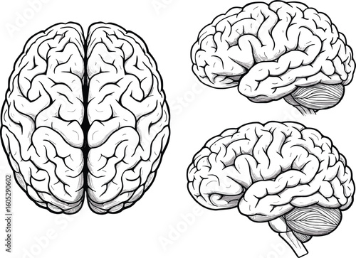 Human brain vector set, three anatomical illustrations in top and side views with visible brainstem, black science graphic on white background, isolated artwork for stock