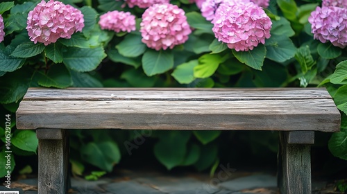 Wooden Bench Surrounded by Blooming Pink Hydrangeas in a Garden Setting Durin...