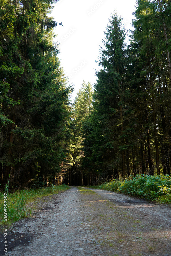 Obraz premium Gravel forest road leading into dense woodland, sunlight filtering through tall trees, peaceful natural path surrounded by green foliage, tranquil outdoor scene.