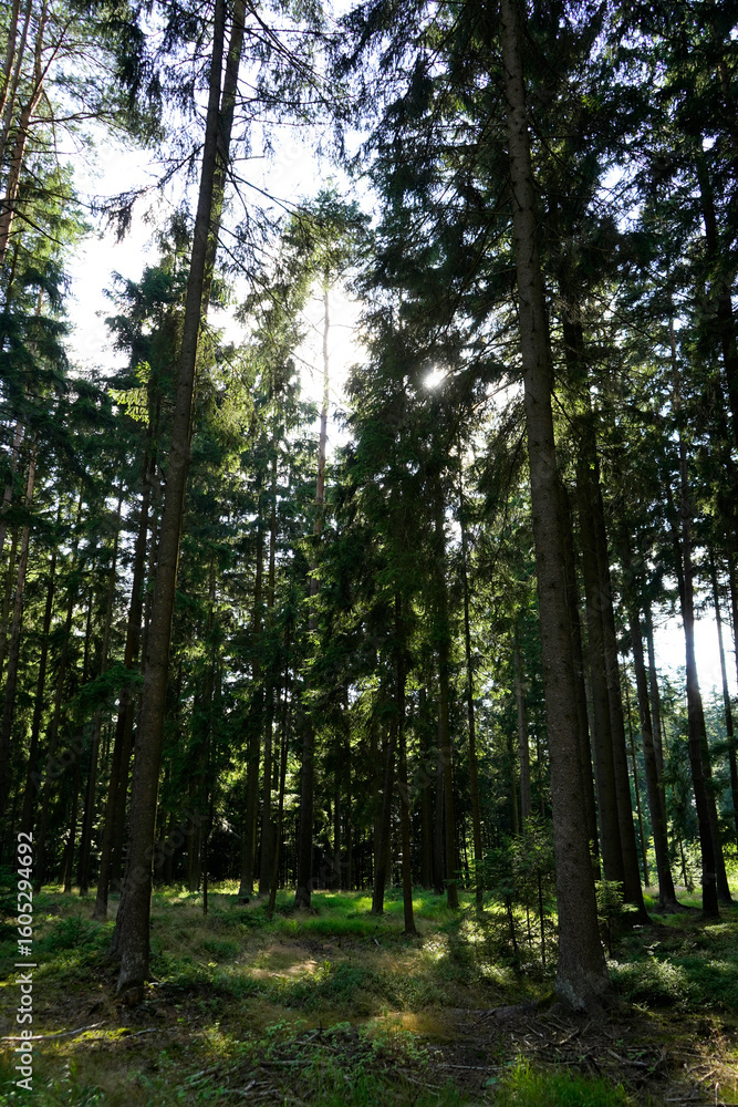 Fototapeta premium Sunlight piercing through dense forest trunks, creating rays and light spots on forest floor, tall trees with textured bark, serene natural woodland atmosphere.