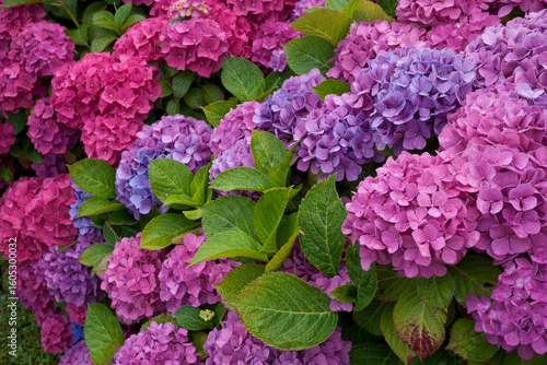 Hortensias roses en fleurs