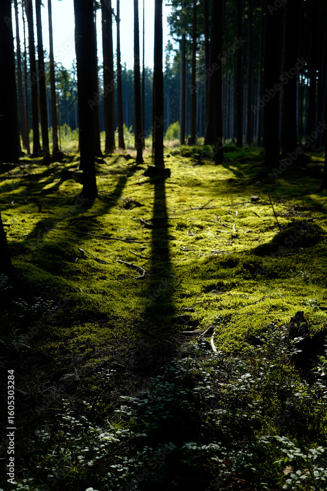 Fototapeta premium Sunlight through trees. Tall pine trunks. Green mossy forest floor. Peaceful natural woodland. Bright light shadows.