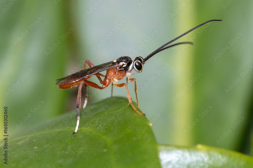 Orange and Black Parasitic Wasp Perched on Green Leaf Orange and Black Parasitic Wasp Perched on Green Leaf