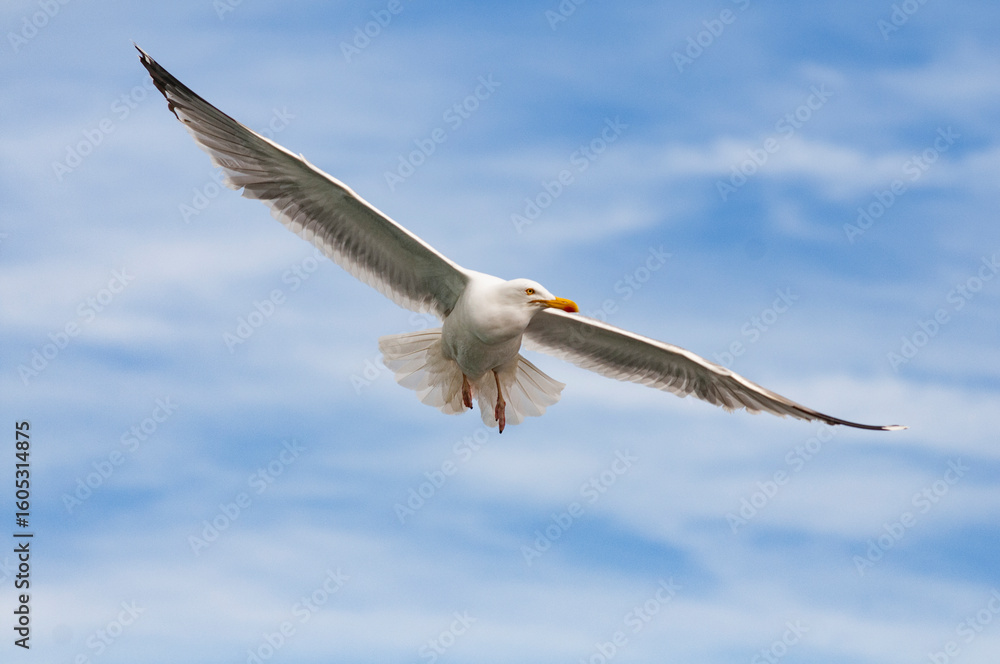 Fototapeta premium Goéland volant avec les ailes déployées
