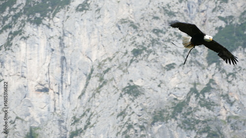 eagle in flight