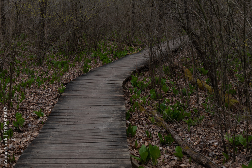 Obraz premium Serene Walkway Through Spring Forest