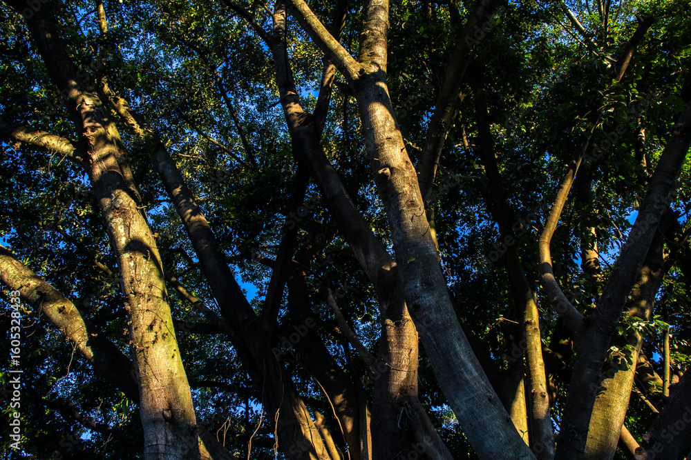 Fototapeta premium Beautiful Ficus Elastica tree in Brazil. Colorful leaves of tree on the warm sunny day. It is a large tree in the banyan group of figs. The strong and irregular trunk. It has broad shiny oval leaves