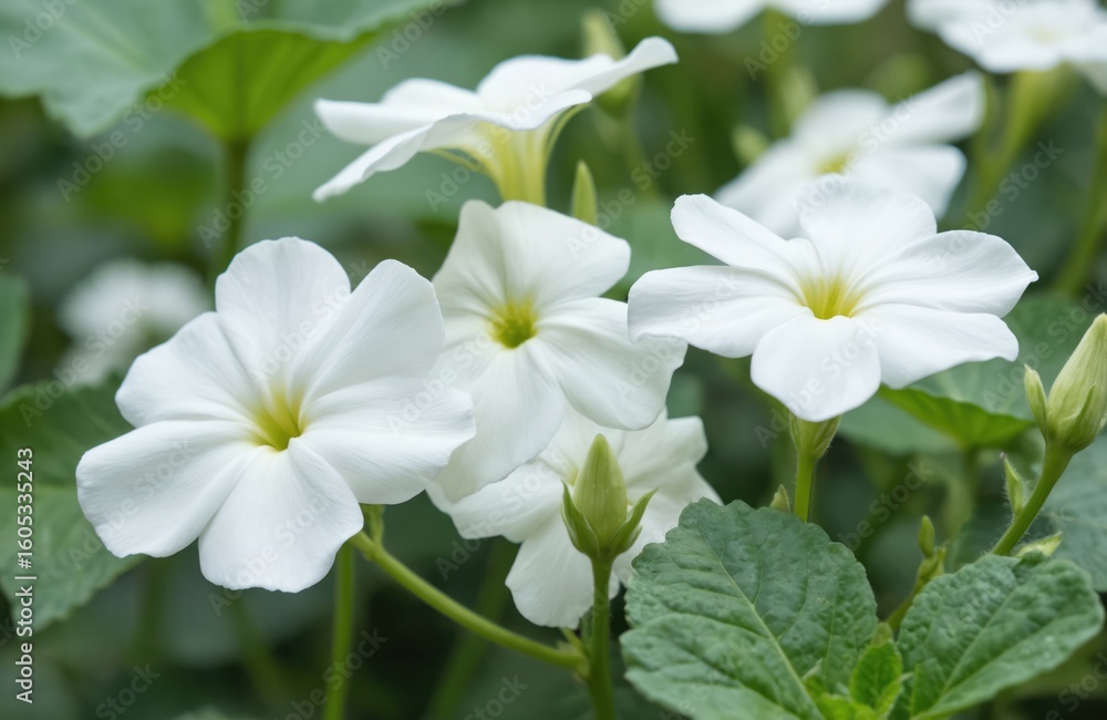 Fototapeta premium Close-up of white Gotu Kola flowers, also known as Brahmi, medicinal herb from India used in Ayurveda. Nootropic plant promotes health, energy, biohacking. Popular ingredient in natural remedies for