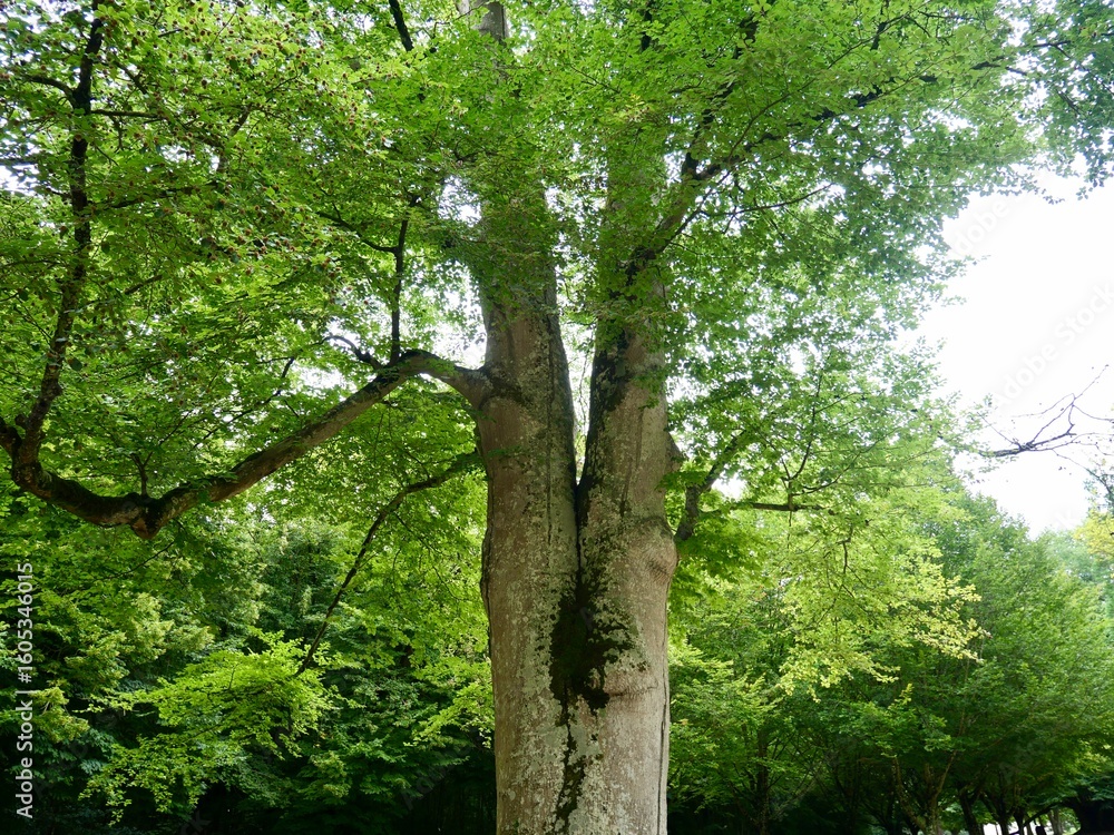 Fototapeta premium Vieil arbre dans un parc verdoyant – Château de Cheverny, Ancient tree in a lush park – Cheverny Castle