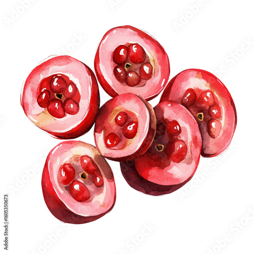 My Watercolor hand-painted sliced Cranberry painting illustration isolated on a white background, vector illustration, AI painting design, EPS format design. vector illustration