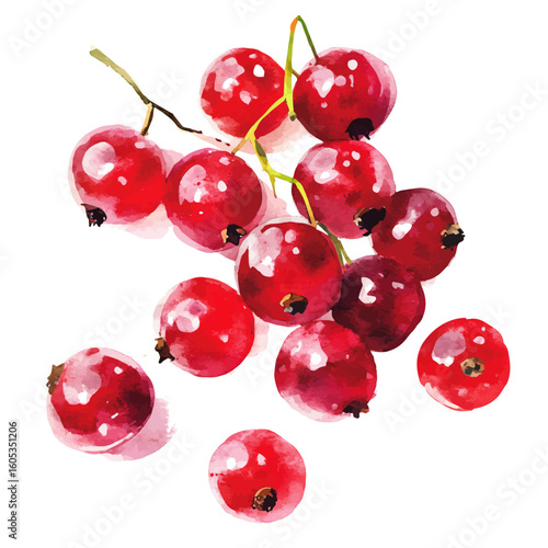My Watercolor hand-painted Redcurrant painting illustration isolated on a white background, vector illustration, AI painting design, EPS format design. vector illustration