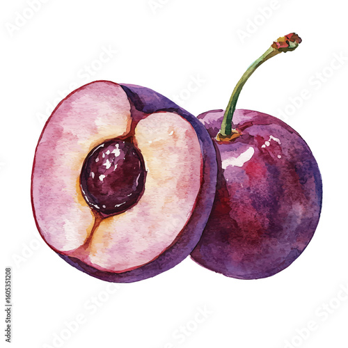 My Watercolor hand-painted sliced Plum painting illustration isolated on a white background, vector illustration, AI painting design, EPS format design. vector illustration