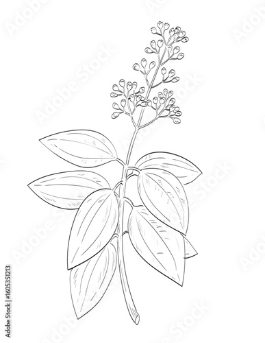 Drawing sketch style illustration of Cinnamomum verum or cinnamon, an evergreen tree belonging to the family Lauraceae used as spice herb done in black and white line art on isolated background. 