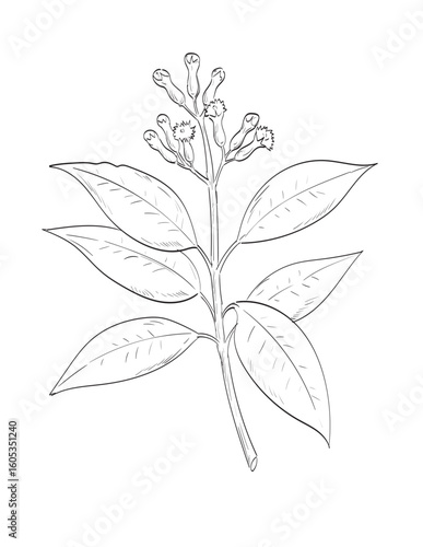 Drawing sketch style illustration of cloves, the aromatic flower bud of a tree in the family Myrtaceae, Syzygium aromaticum used as spice herb done in black and white line art on isolated background. 