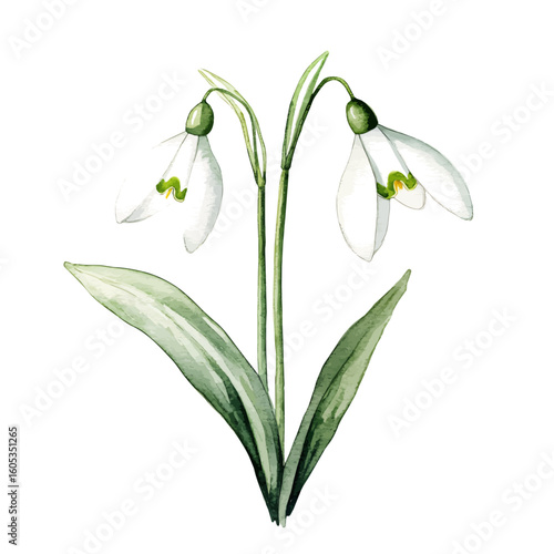 My Watercolor hand-painted Snowdrop painting illustration isolated on a white background, vector illustration, AI painting design, EPS format design. vector illustration
