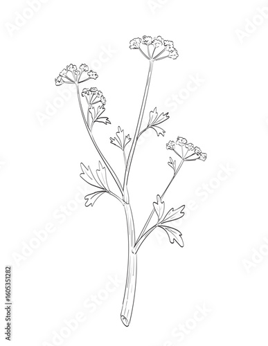Drawing sketch style illustration of Apium graveolens or celery plant in the family Apiaceae used as spice herb done in black and white line art on isolated background. 