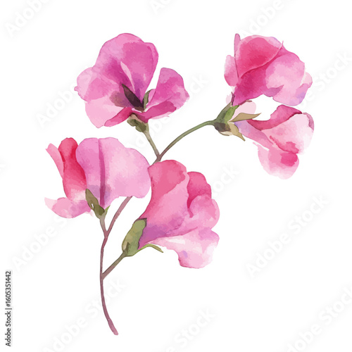 My Watercolor hand-painted Sweet Pea flower branches painting illustration isolated on a white background, vector illustration, AI painting design, EPS format design. vector illustration