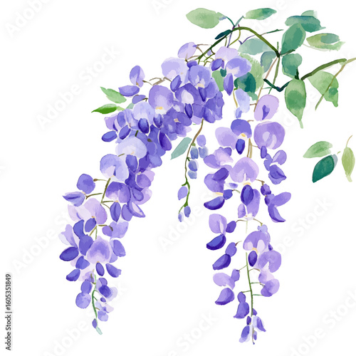 My Watercolor hand-painted purple Wisteria flowers branch painting illustration isolated on a white background, vector illustration, AI painting design, EPS format design. vector illustration