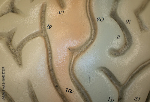 Central Sulcus and Surrounding Gyri on Brain Model