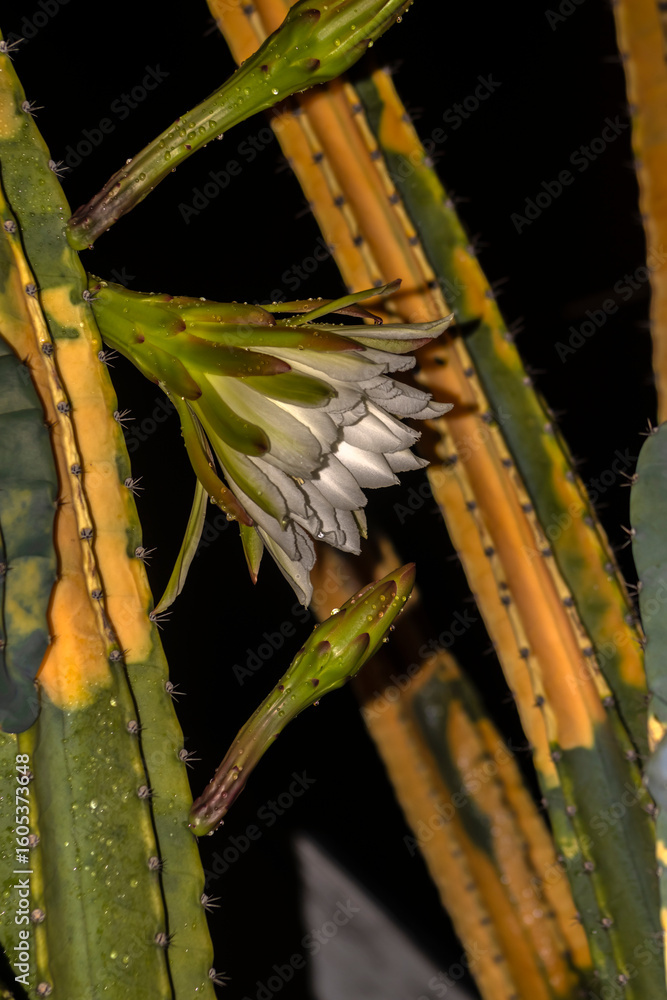 Naklejka premium A white and yellow flower of mandacaru cactus, Cereus jamacaru, blowing at night in Brazil