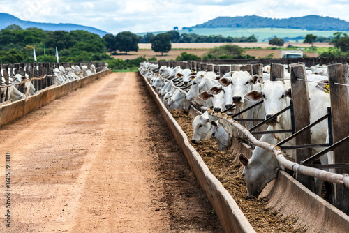 Schilderij op canvas Nelore cattle herd in a Brazilian farm corral