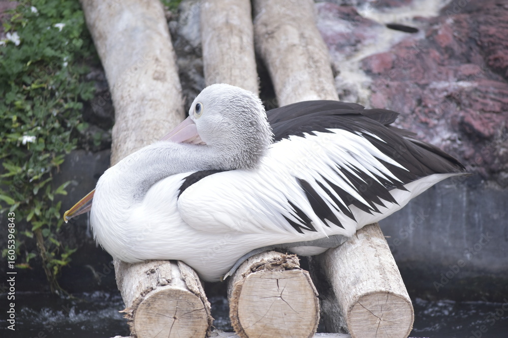 Obraz premium Australian pelican (Pelecanus conspicillatus) is a large waterbird in the family Pelecanidae. It is a predominantly white bird with black wings and a pink bill. Potrait.
