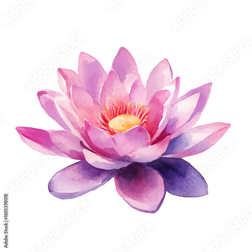 My Watercolor hand-painted pink and purple Lotus painting illustration isolated on a white background, vector illustration, AI painting design, EPS format design. vector illustration