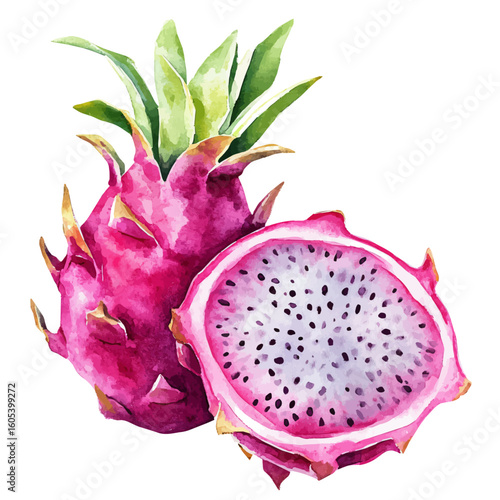 My Watercolor hand-painted sliced Dragon Fruit painting illustration isolated on a white background, vector illustration, AI painting design, EPS format design. vector illustration