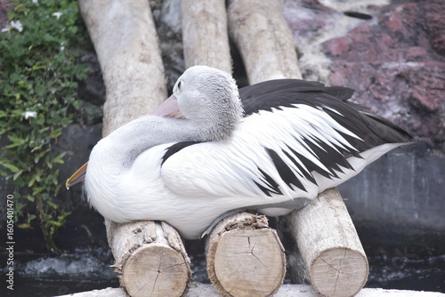 Australian pelican (Pelecanus conspicillatus) is a large waterbird in the family Pelecanidae. It is a predominantly white bird with black wings and a pink bill. Potrait.