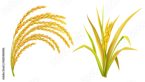 organic paddy rice ear of paddy ears of vietnam isolated on white background, png, ai generated.	