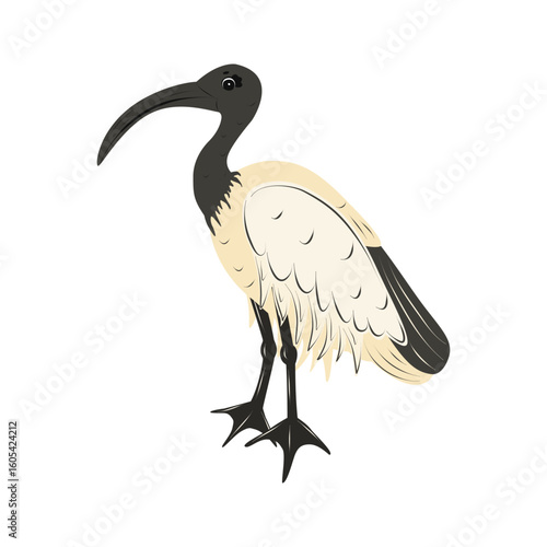 African sacred ibis isolated. Birds from Africa. Children cute animal vector illustration.