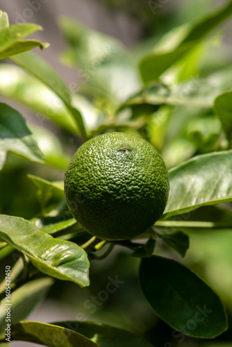 Wallpaper Mural Green limes on a tree on a family farm in Brazil. Close-up of green citrus fruit, natural background. Nature concept Torontodigital.ca