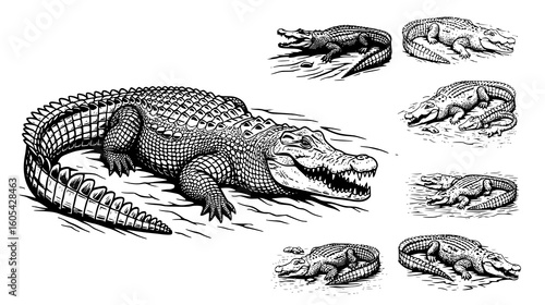 Vintage illustration of an alligator with smaller crocodiles or alligators in the background, isolated on white background