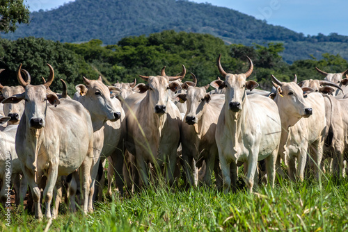 Wallpaper Mural Herd of Nelore cattle grazing in a pasture on the brazilian ranch Torontodigital.ca
