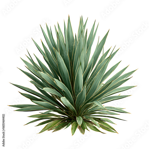 Yucca Plant with Sharp Sword-Like Green Leaves, Full Rosette Shape, Isolated on Transparent Background