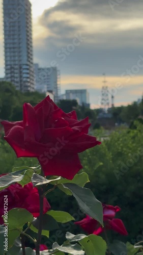 Fix shooting of deep red roses blooming in an urban park