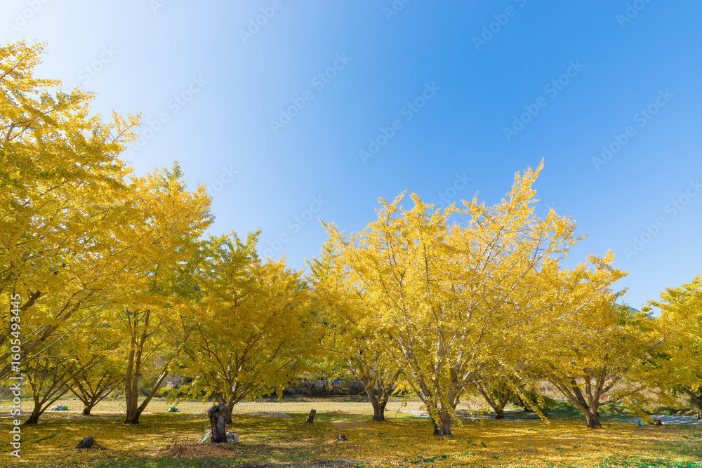 Fototapeta premium 青空とイチョウ並木（大分県日田市）