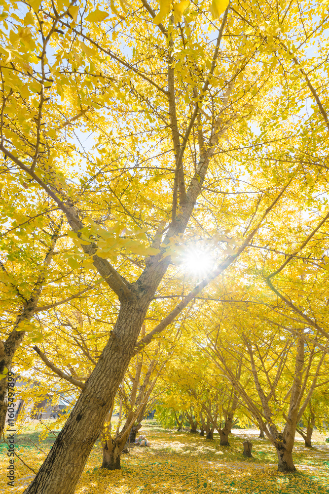 Obraz premium 青空とイチョウ並木(大分県日田市)