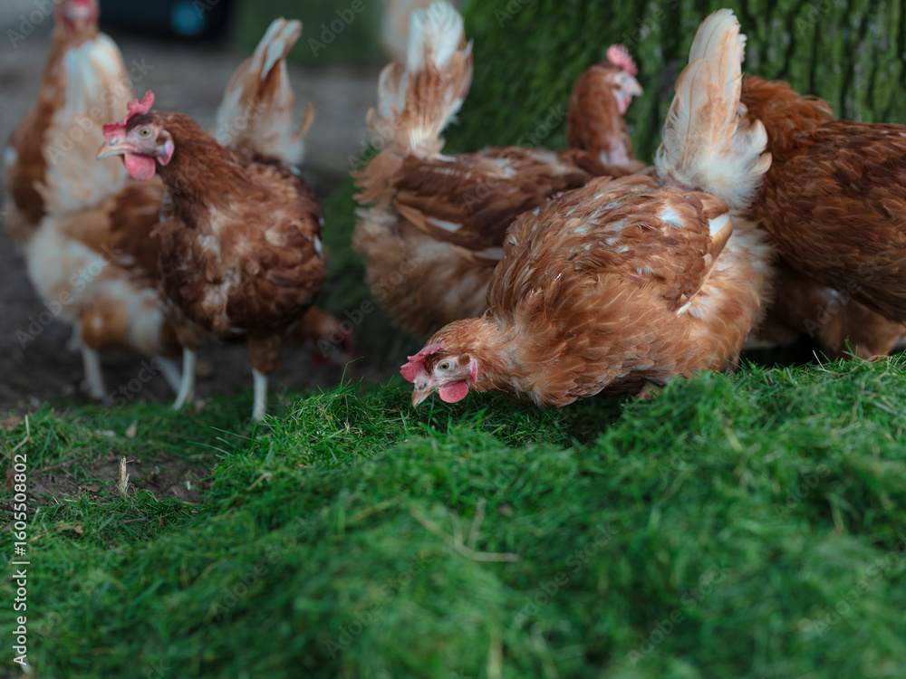 Fototapeta premium Chickens on Grass