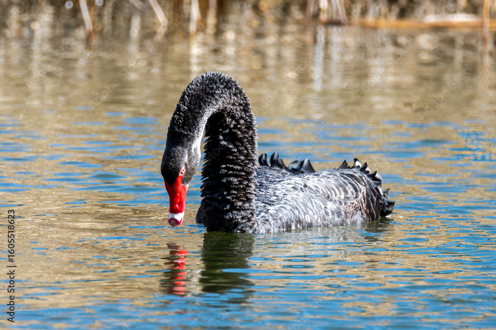 Fototapeta premium A beautiful black swan in the water at the wetlands