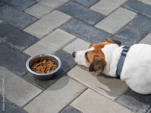 Sad dog lies next to food bowl. No appetite.