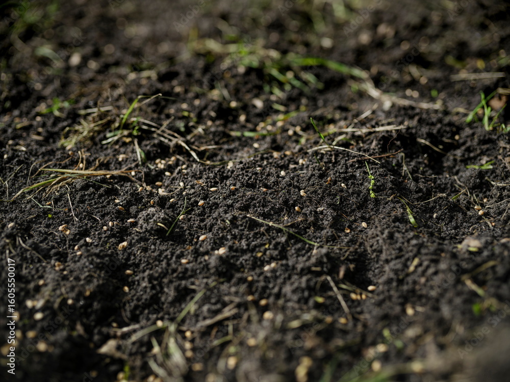 Seeded Ground Detail Seeded Ground Detail