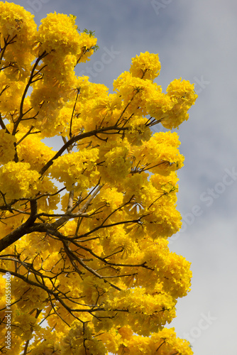 Vertical close-up of guayacan flowers with space for text