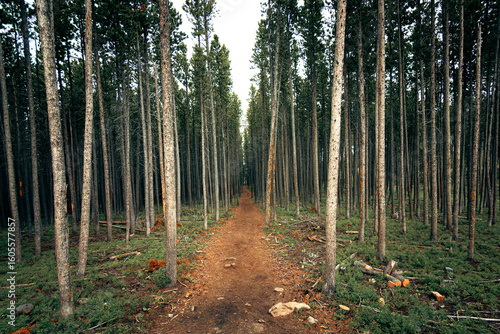 Straight Hiking Trail Through Dense Pine Forest – Moody Montana Wilderness Landscape