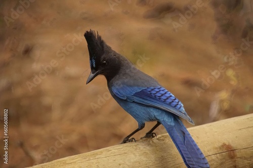 Steller's jay  Cyanocitta stelleri